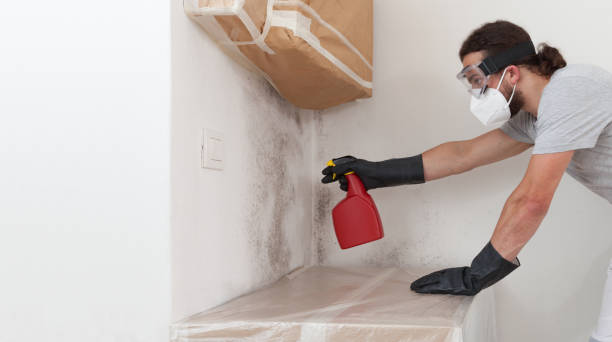 Professional Basement Mold Remediation technician working in Brighton, MA