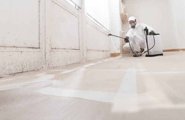 24/7 Emergency Basement Mold Remediation experts in Brighton, MA